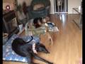 videos de Dexter: the lucky greyhound pup