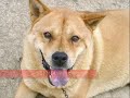Orphan AKITAS seeking forever homes!