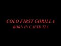 WORLD'S FIRST CAPTIVE BORN &amp; OLDEST GORILLA