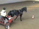 Suss och Lady på körträning