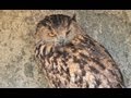 Pont de Gau Ornithological Park - Big Birds ...