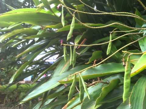 how to plant a split leaf philodendron