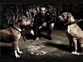 Shok 36 boys Kampfansage (halbfassung) Shok 36 boys Kampfansage (halbfassung)