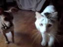Annoying chihuahua