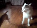 Annoying chihuahua