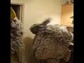 Dug loses his head