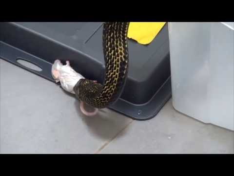 YouTube reptile video