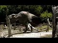 Walking With Dinosaurs