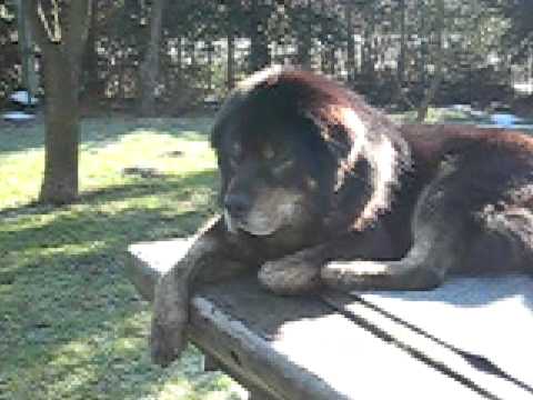 tibetan wolf