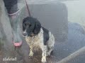 my dog mitzie