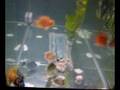 videos de Blood Parrot or Jellybean Parrot Fish.