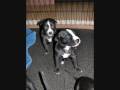 videos de Scallywag Pitbull Family