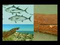 Labirinto do Atum - DOC (Trailer)