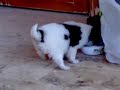 pandacik-tam-bi-kocakafa.html