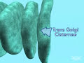 Protein Modification (Golgi)