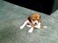 Beagle puppies