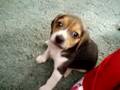 Beagle puppies