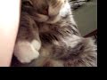 Purring Cat