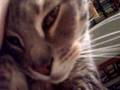 Purring Cat