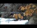Leaf Peeping New England