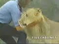 Lion Reunites with Humans - original de:www.filecabi.net