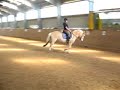 toby/zigeuner dressur