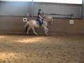 toby/zigeuner dressur
