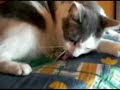 Gatto Europeo Romeo alle prese con una trottola - Verona