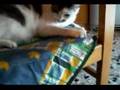 Gatto Europeo Romeo alle prese con una trottola - Verona