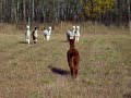 Alpacas having fun Alpacas having fun