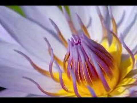 Crown of Creation (Remix)