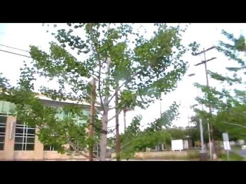 how to fertilize a monkey nut tree