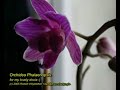 Orchidea Phalaenopsis