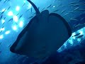 Dubai Mall Aquarium 2