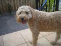 BTD - Benji The Dog. BTD - Benji The Dog.