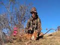 Recurve Fox