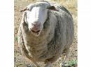 Sheepy - Part 6. - Discussing some issues.