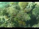 camo cuttlefish camo cuttlefish
