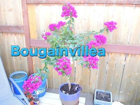 how to replant bougainvillea