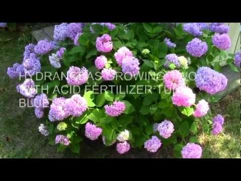 how to fertilize blue hydrangeas