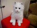 Errol the FurReal Cat
