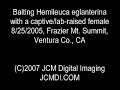 Baiting Western Sheepmoth males with a virgin female