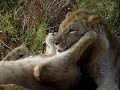 lions cuddling