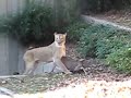Baby Deer Jumps Into Lion Pit At Washington Zoo