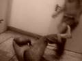 videos de fighting