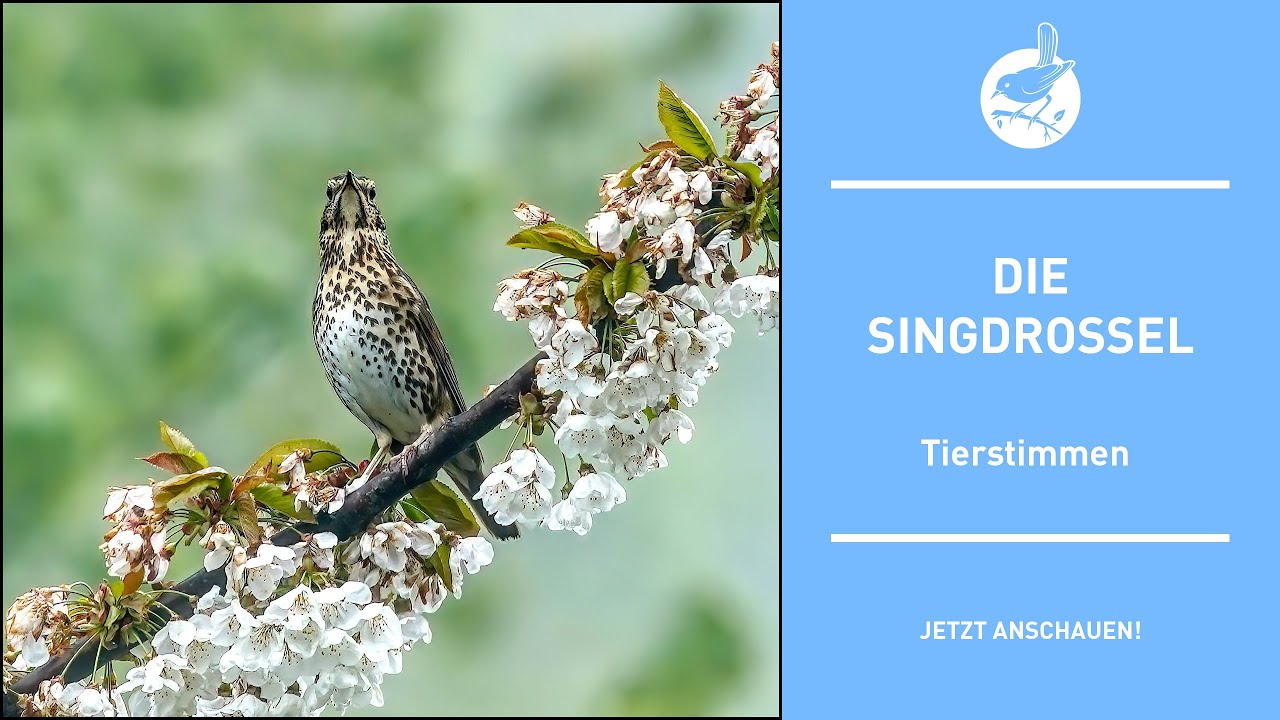 Vogelstimmen: Die Singdrossel - Song thrush - Turdus philomelos (4k)