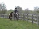 Day prior to the JR Maryland Hunt Cup. www.HuntHorse.com for more pictures