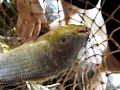 pescaria piau-�u em coxim amilson
