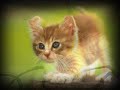 Morphing Kittys