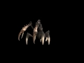 Spore-The mist creature